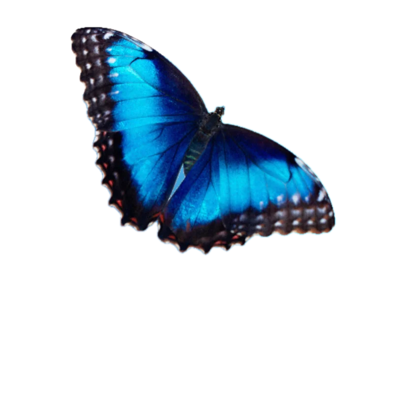 butterfly-layer